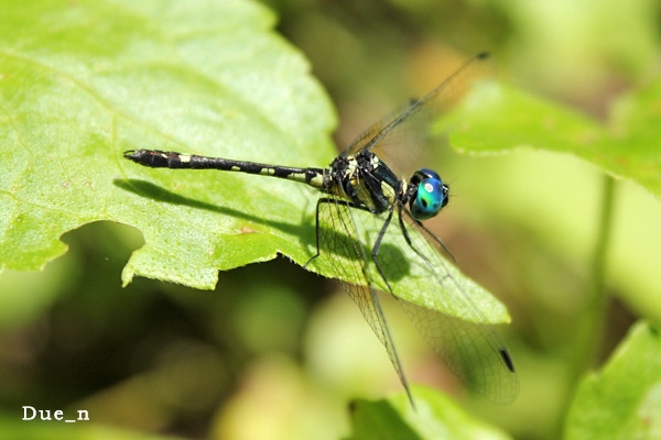 แมลงปอบ้านสี่แต้มเหลือง Tetrathemis platyptera