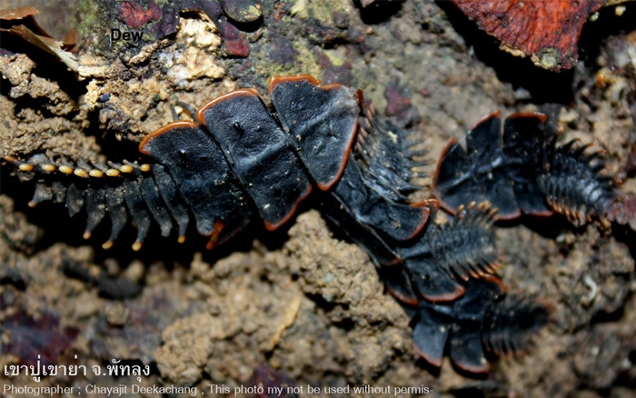 Trilobite Beetle