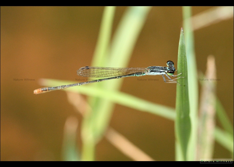 Agriocnemis femina ?
