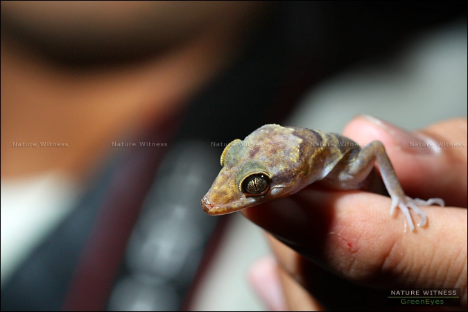 ตุ๊กกาย โดนมนุษย์ต่างดาวจับไปตรวจวัดก่อนส่งคืน 