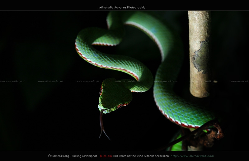 งูเขียวหางไหม้ท้องเขียวตาแดง Trimeresurus popeiorum เพศผู้