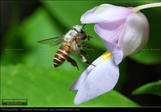 ผึ้ง ด้านบนอกมีขนขาวๆ หากินกับดอกเทียบบริเวณนั้น มีอีกสองชนิดแต่ถ่ายไม่ได้