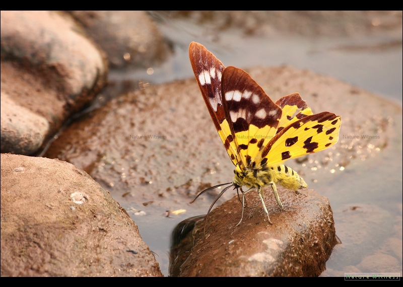 Dysphania sp