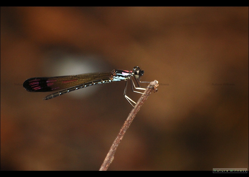 Heliocypha biforata 