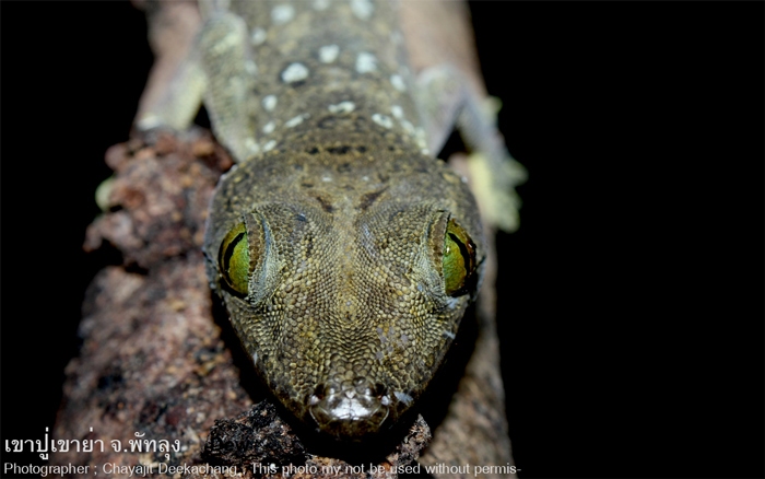 ตุ๊กแกสีเทา Gekko smithi