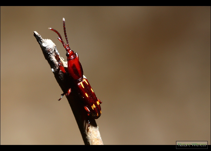 กวิวัฏแจ้งไว้ใน FB ว่า ด้วงงวงโบราณวงศ์ Brentidae สีสวยจริงจัง