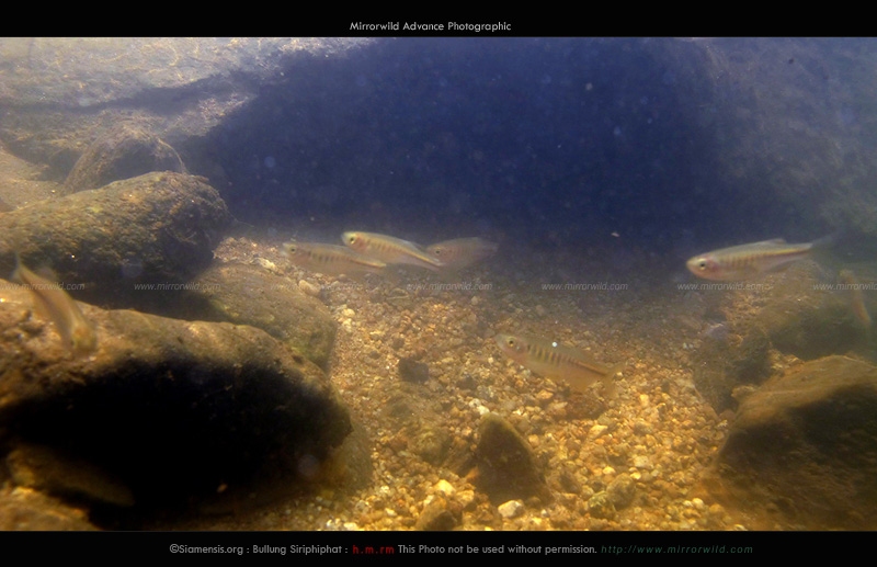 ปลาซิวใบไผ่แม่แตง Devario maetangensis อยู่รวมฝูงกันแบบนี้