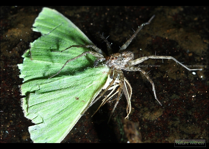 บ้างก็ถูกจับกิน (ในภาพเป็นฝีมือ wolf spider)