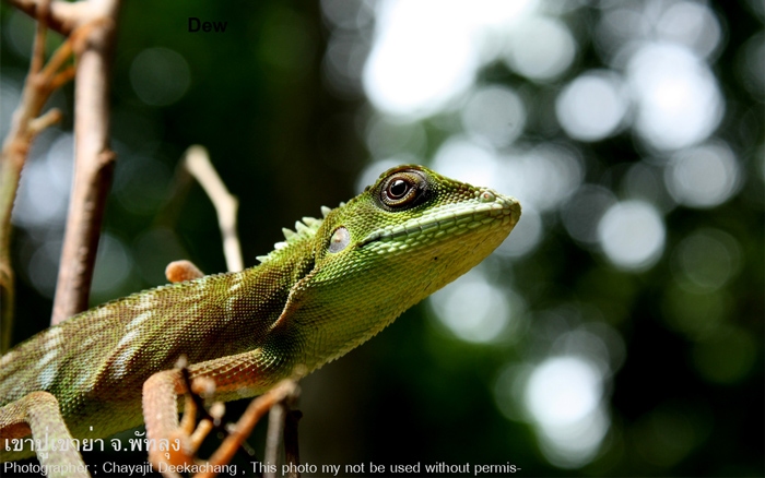 กิ้งก่าเขียวหูดำ Bronchocela cristatella