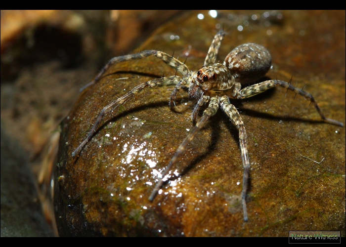 wolf spider