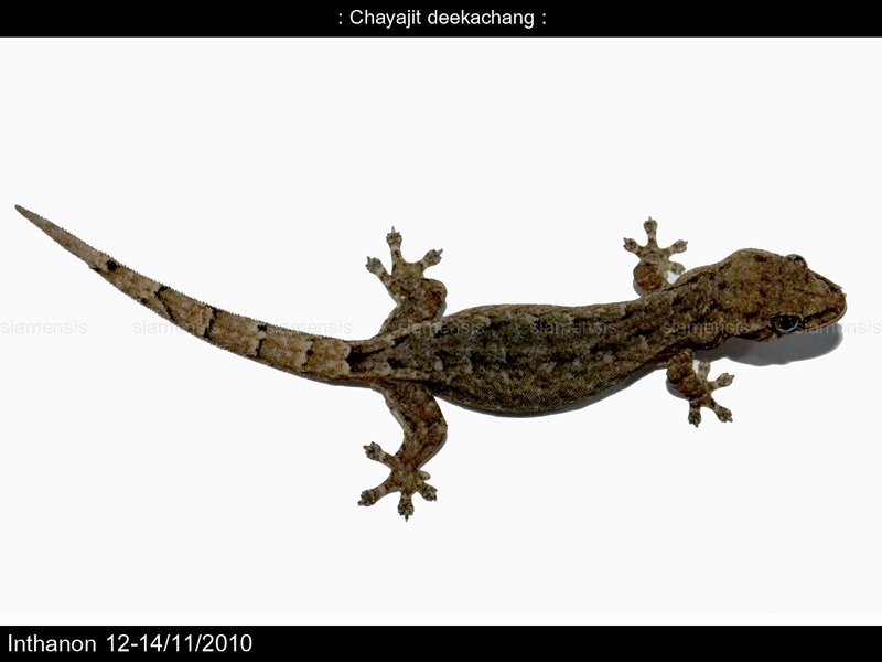 จิ้งจกแคระยูนนาน (Hemiphyllodactylus yunnanensis) 