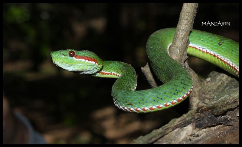 Pope's Green Pitviper