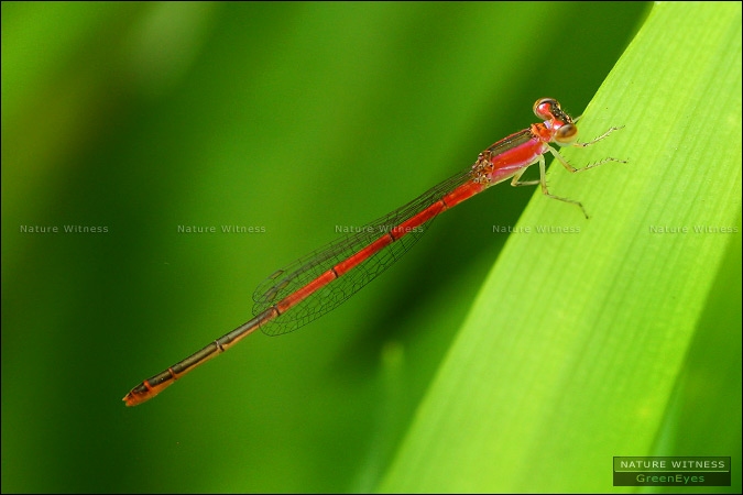 Agriocnemis femina ตัวเมีย