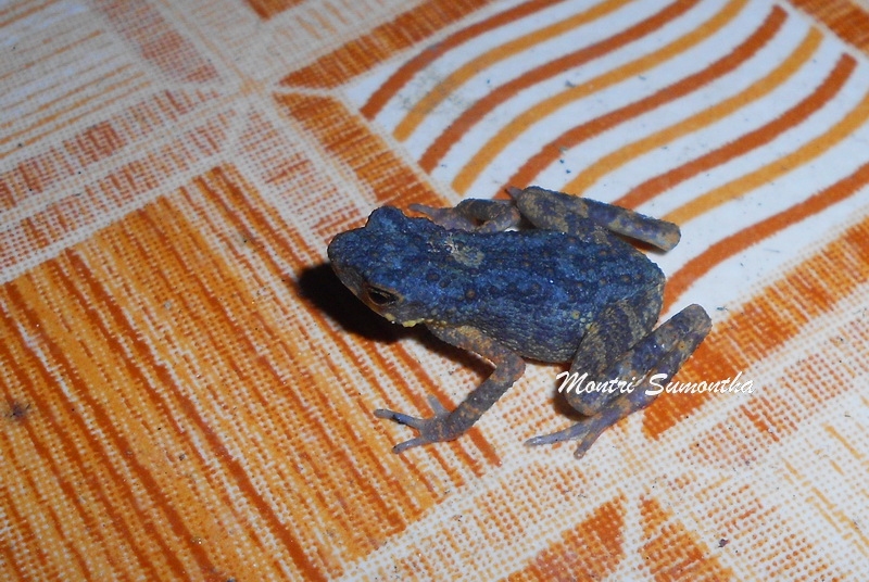 Ansonia kraensis, in situ (ห้องน้ำ)