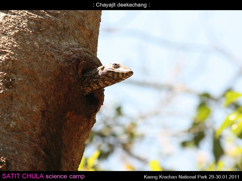 ตะกวดลายเมฆ Varanus nebulosus