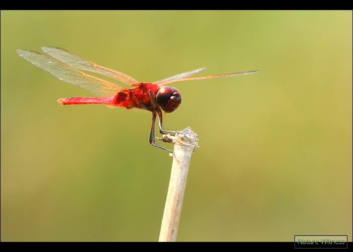 Urothemis signata แมลงปอบ้านกลางหางแต้ม