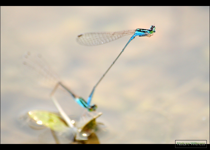 น่าจะเป็น Aciagrion borneense แมลงปอเข็มเรียวปลายฟ้า