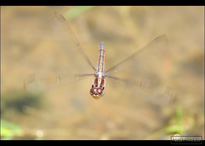 เหลือบไปเจอเจ้านี่กำลังจุ่มไข่ Potamarcha congener  แมลงปอบ้านทุ่งขนเทา