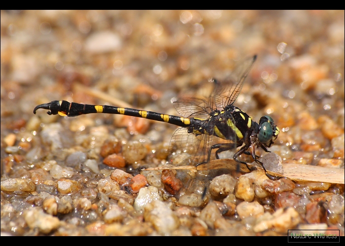 ด้วยความพยายามเกือบชั่วโมง . . .Paragomphus capricornis แมลงปอเสือผู้หางขอ