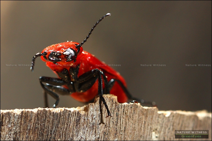 ภาพนี้ มันขึ้นมาบนตอ สักพัก ก่อนบินไป