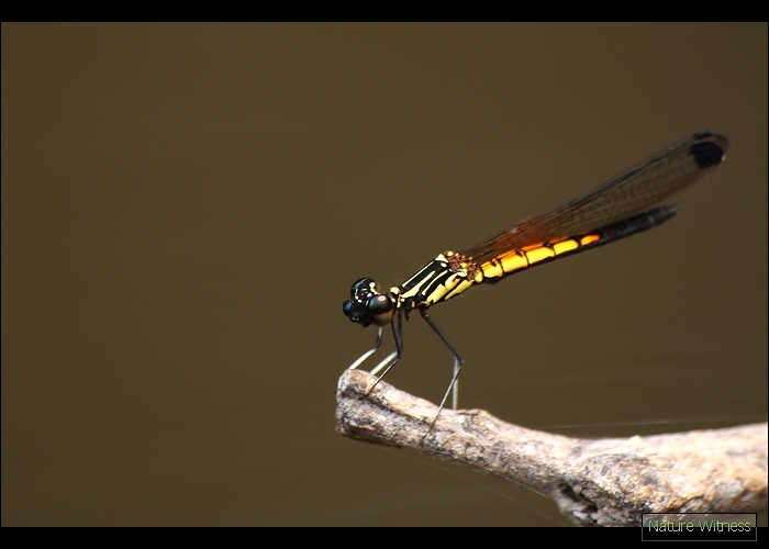 Libellago lineata แมลงปอเข็มธาราลายเส้น