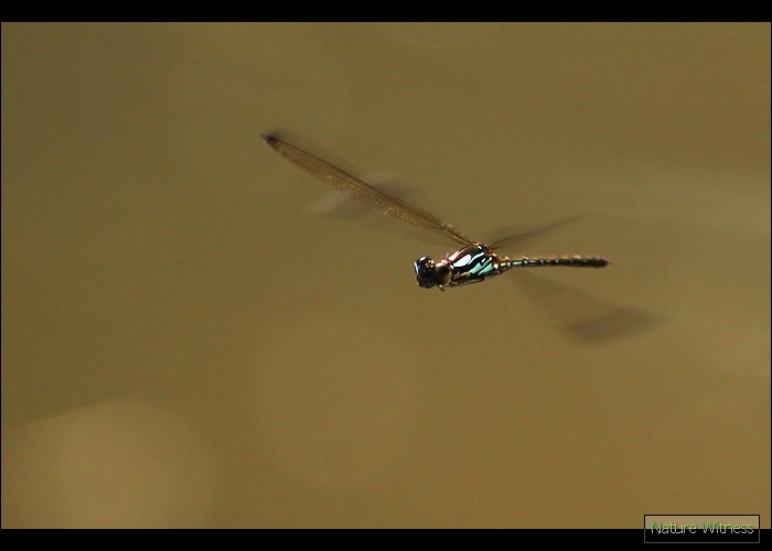 Heliocypha biforata แมลงปอเข็มน้ำตกสั้นผู้วงม่วง 