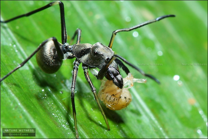 ant mimic jumping spider