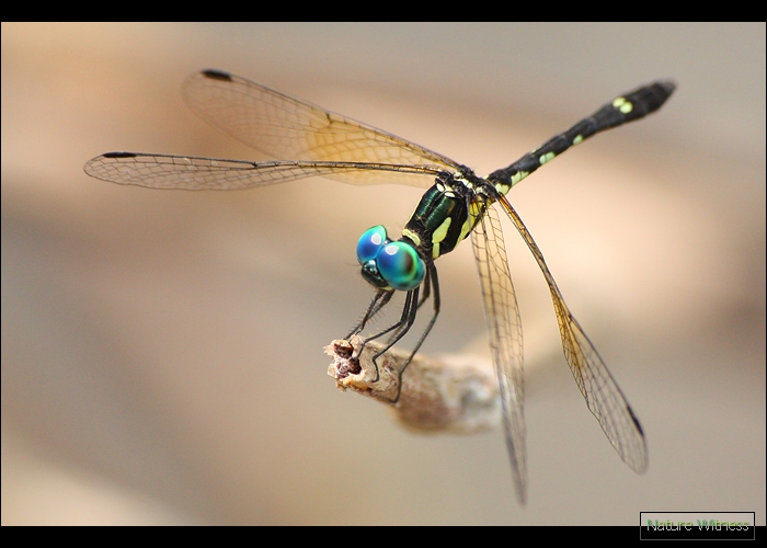 เดินเลาะลำธารไปในป่า เจอกับ Tetrathemis platyptera แมลงปอบ้านสี่แต้มเหลือง ตาสวยมากๆ