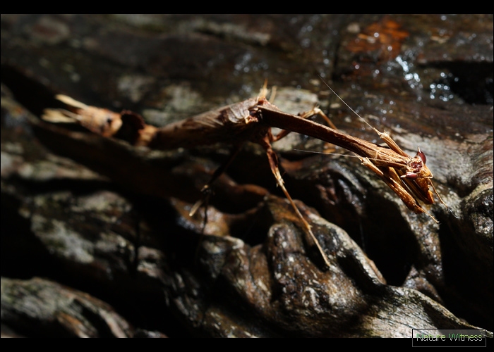 ดิว โจ อู๊ด ว่าน่าจะเป็น Paratoxodera cornicollis ที่อยู่ทางมาเลย์