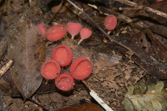 ตัวขนเยอะน่าจะเป็น Cookeina tricholoma