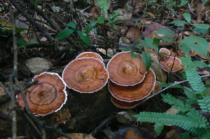 เห็ดหิ้ง น่าจะพวก Microporus affinis