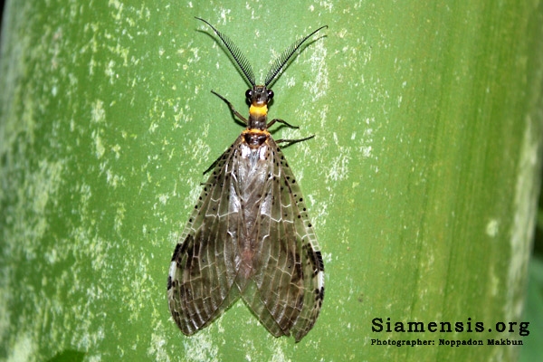 แมลงช้างหัวงู (snakefly)