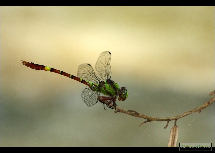 Megalogomphus icterops แมลงปอเสืออกเขี่ยวคาดแดง  รายงานครั้งที่สามของประเทศ (ใช่ไหม)