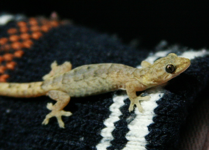 Hemiphyllodactylus chiangmaiensis จิ้งจกที่เห็นดาษดื่นบนดอยนี้มีชื่อใหม่แล้ว