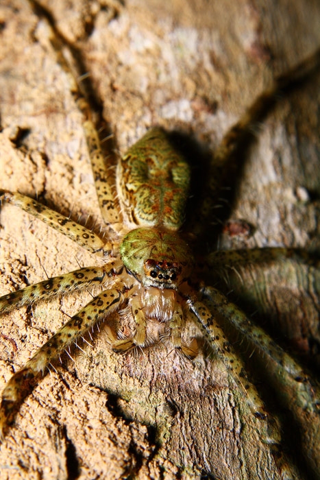 Pandercetes sp. (Lichen spider) วงศ์ Sparassidae