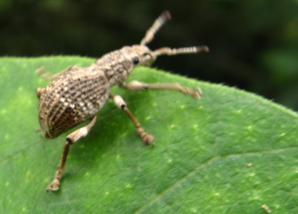 10.weevil.jpg