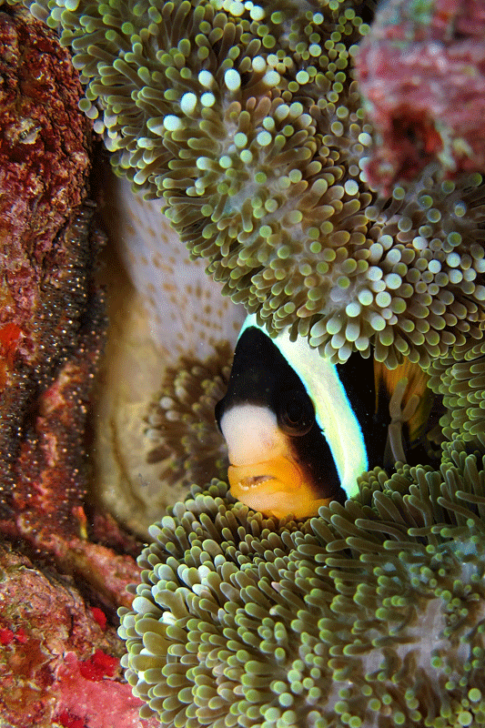 Amphiprion clarkii กำลังดูแลลูกน้อย