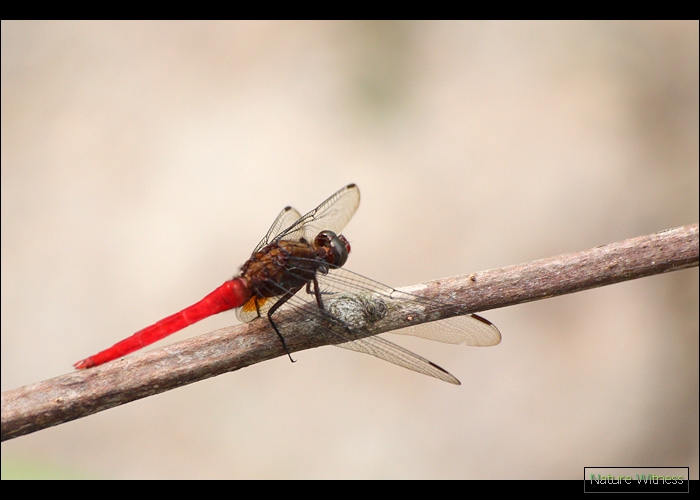 แมลงปอบ้านเสือสีเลือดนก Orthetrum chrysis