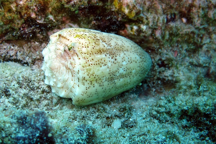 Conus arenatus