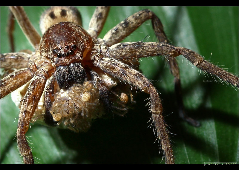 แมงมุม sparassidae 