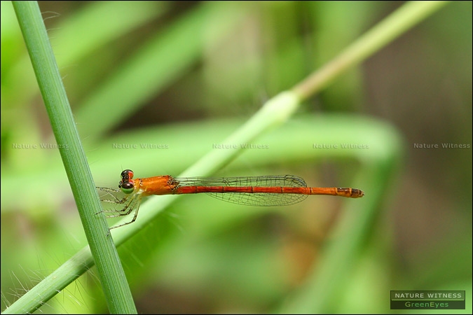 Agriocnemis pygmaea ใ่ช่ไหม