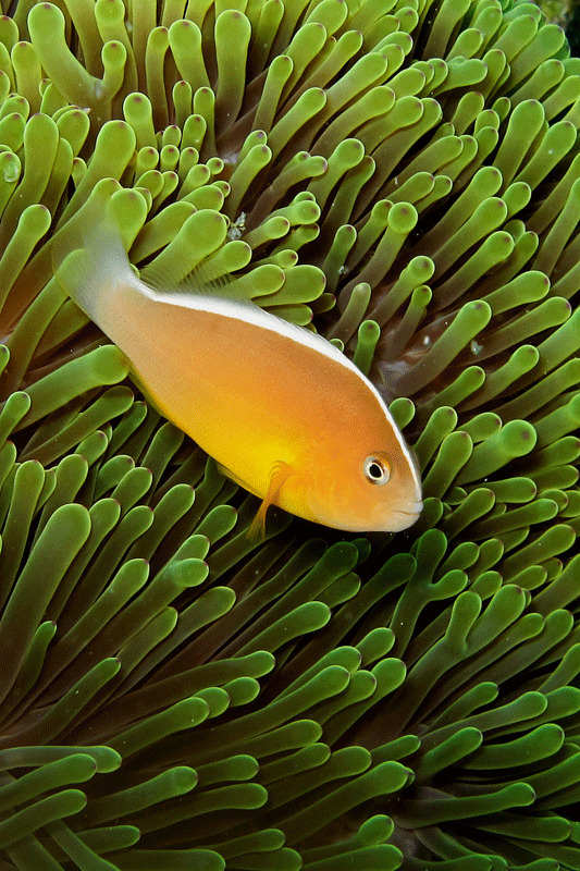 Amphiprion sandaracinos