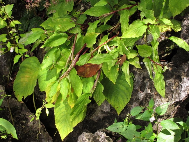 Boesenbergia sp ที่ปีหน้าต้องตาม