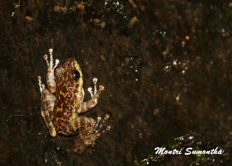 Amolops marmoratus