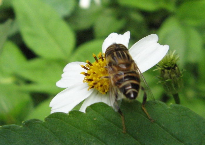 12.Hover fly.jpg