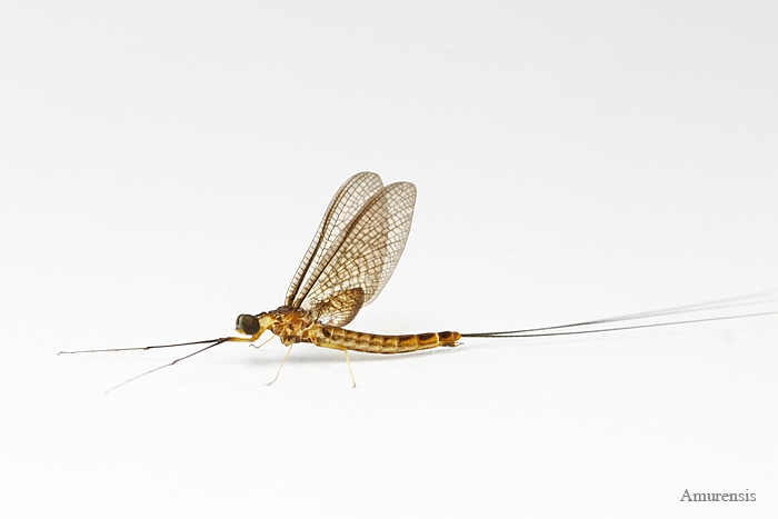 Mayfly