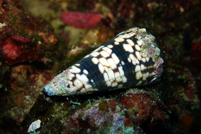 Conus zonatus