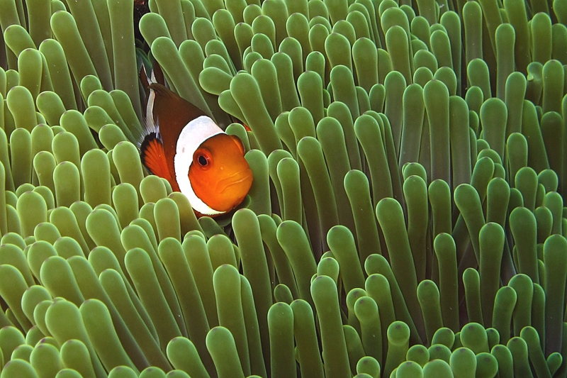 Amphiprion ocellaris