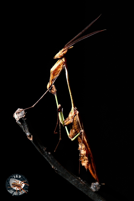 เจ้า Violin mantis นั่นเอง เหมือนใบไม้แห้งมากๆ เวลาเกาะส่ายตัวคล้ายใบไม้โดนลมพัดซะด้วย