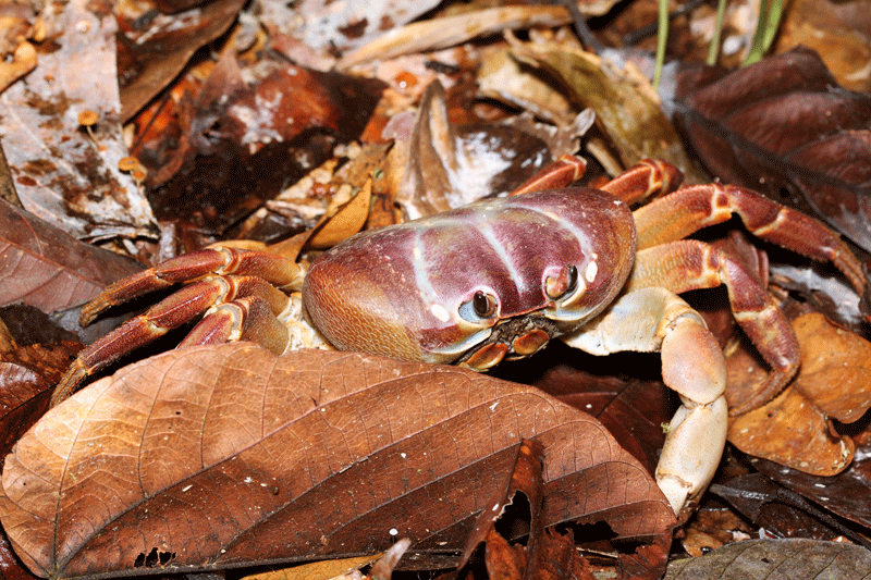 ปูไก่ Gecarcoidea lalandii